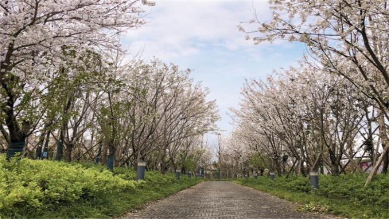 阡陌之美、田园之趣——简析杉木路绿带景观设计项目